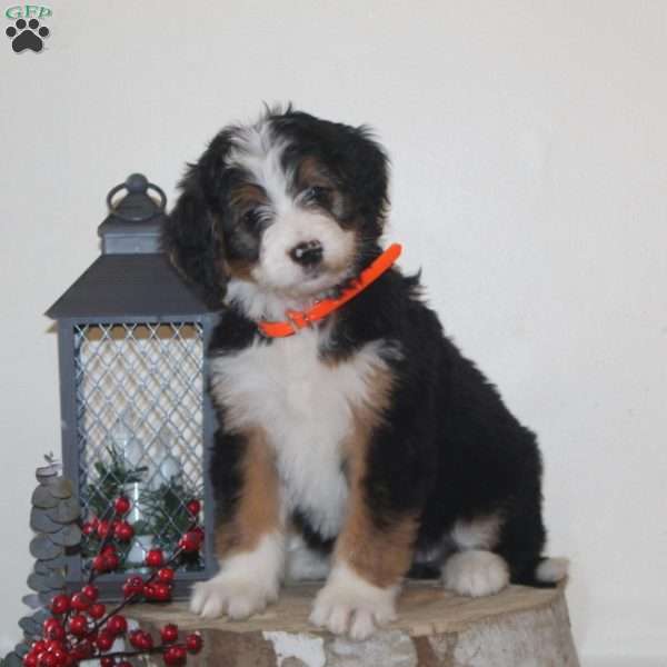 Cookie, Bernedoodle Puppy